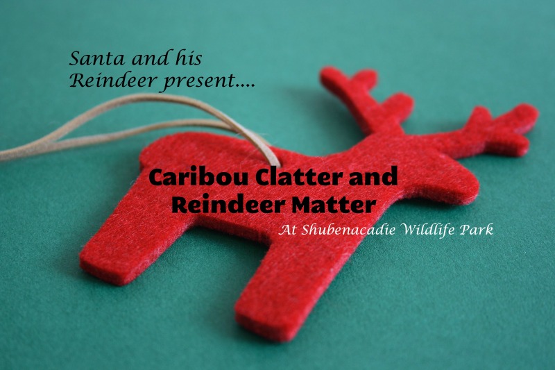 Caribou Clatter and Reindeer Matter