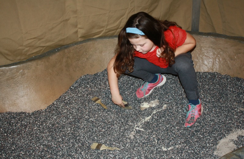 The Dino Dig at There Be Dragons, Musée d'histoire naturelle, Halifax, Nouvelle-Écosse