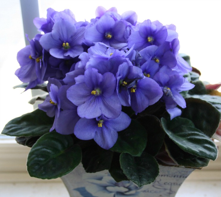 African Violet