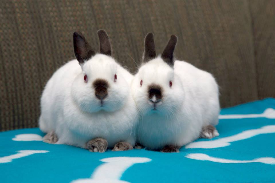 Bunfest