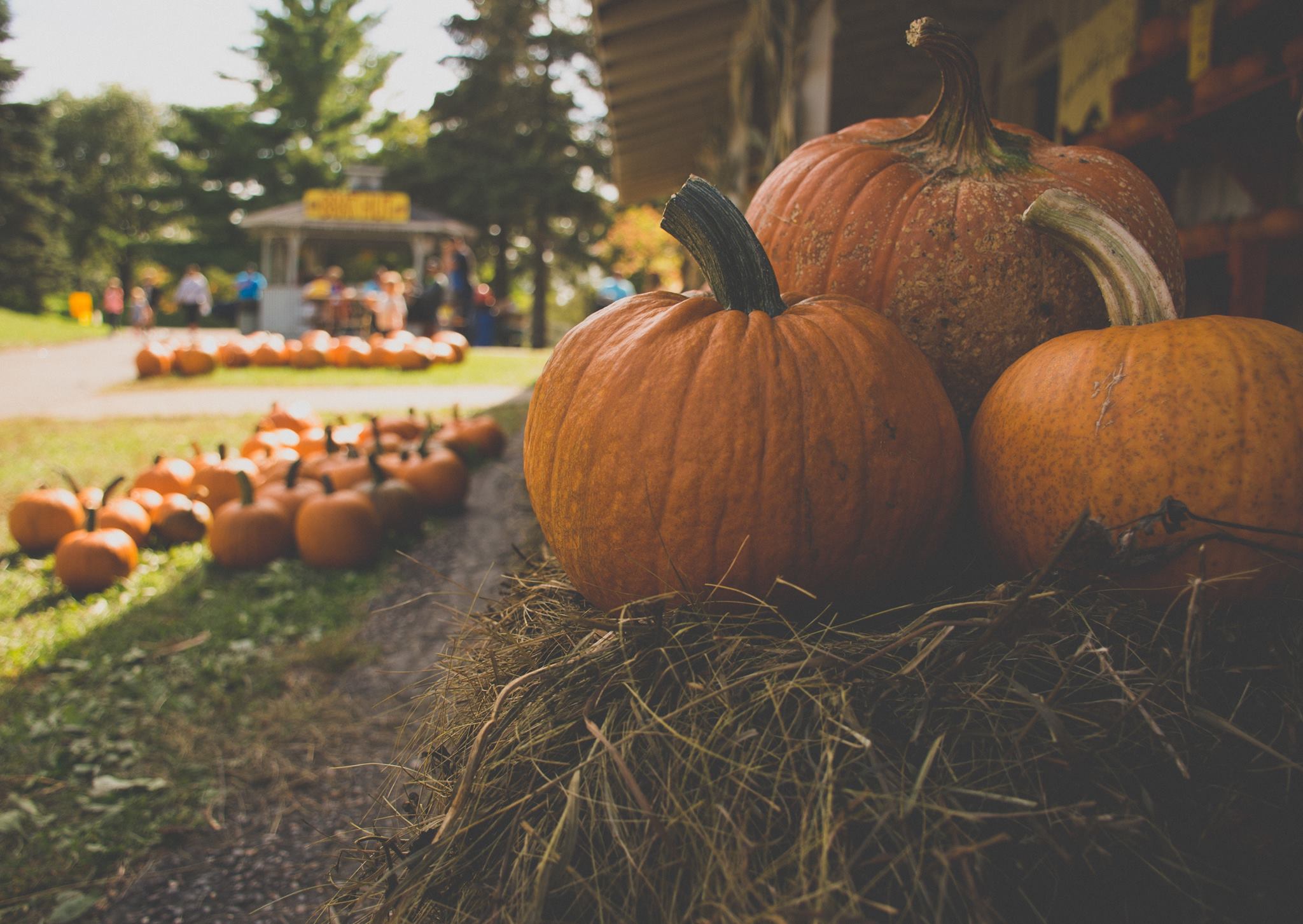 Pumpkin Patch Party