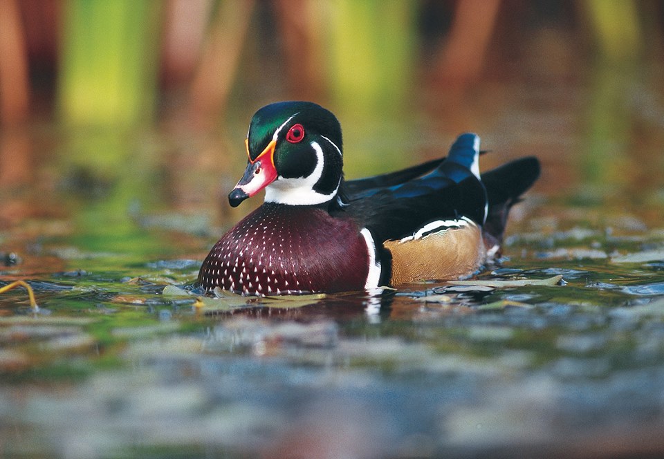 Journée du canard SWP