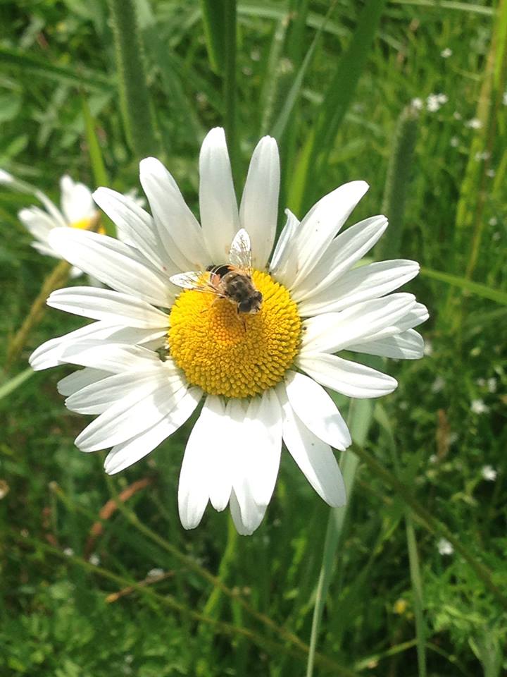 SWP se passionne pour les abeilles