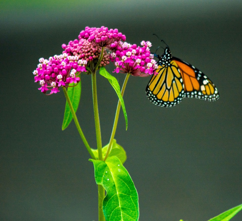 Mariposas