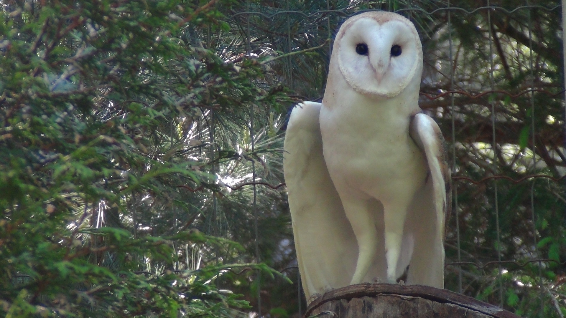 フクロウについてワイルド