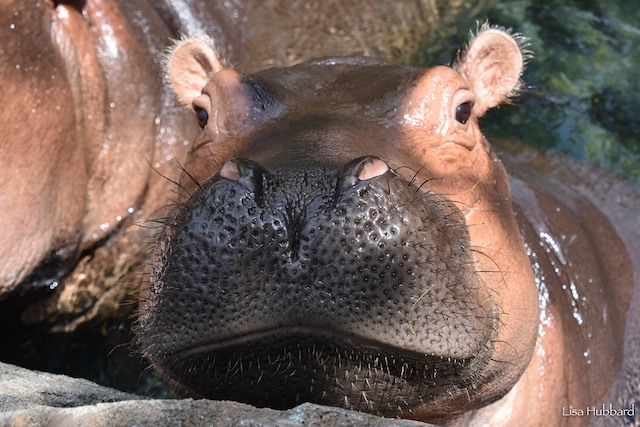 Cincinnati Zooati