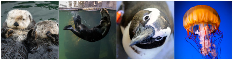 バンクーバー-水族館-Cams