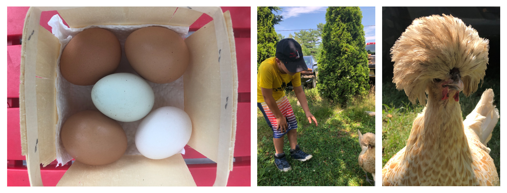 Fresh eggs and socializing with chickens