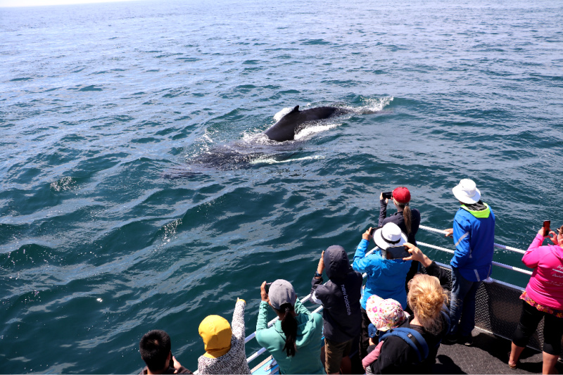 Whale Watching at Brier Island