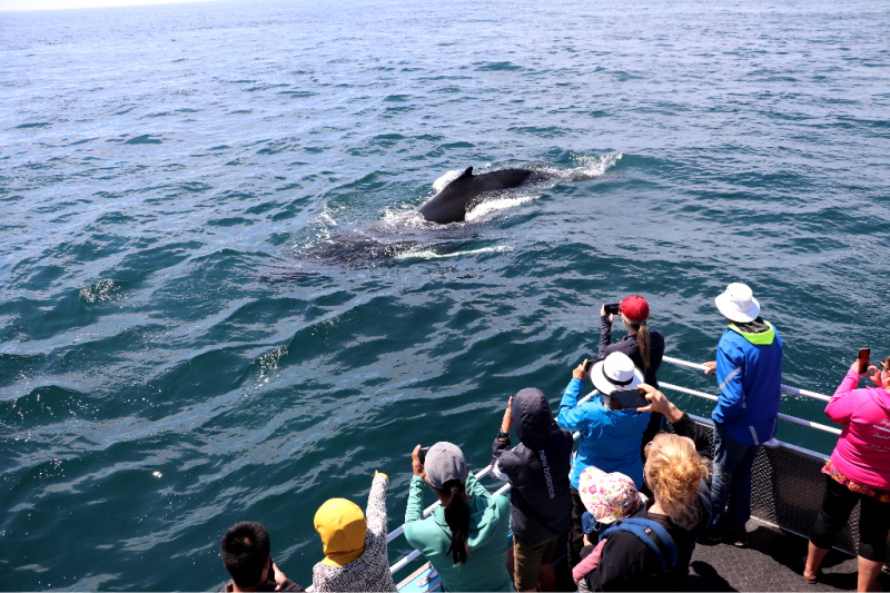 Avistamiento de ballenas en la isla Brier