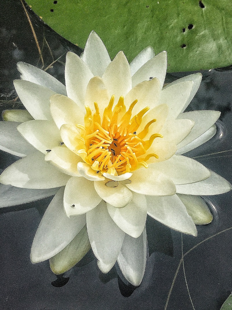 Water lilly, Kejimkujik Lake Photo Darcy Rhyno