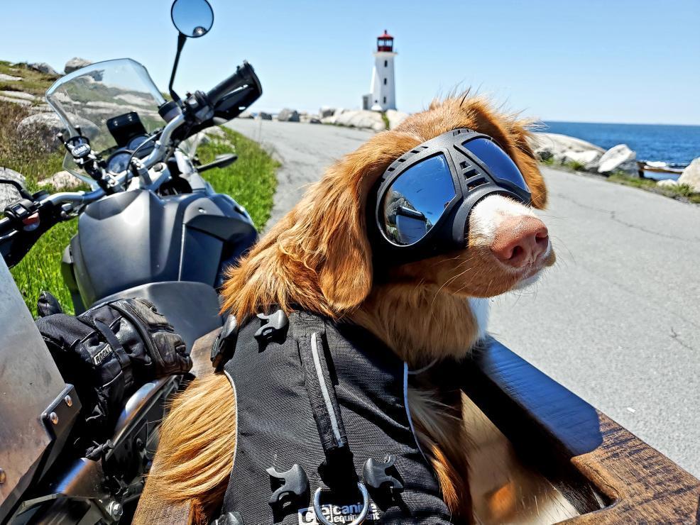 Nova Scotia canine travel influencer Datsun the dog at Peggy's Cove