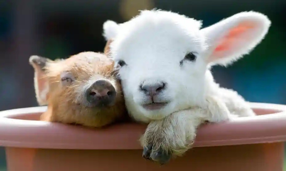 RiverBreeze Farm Baby Animal Days in Truro RiverBreeze Farm Baby Animal Days in Truro