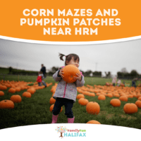 A toddler carrying a pumpkin at a pumpkin patch