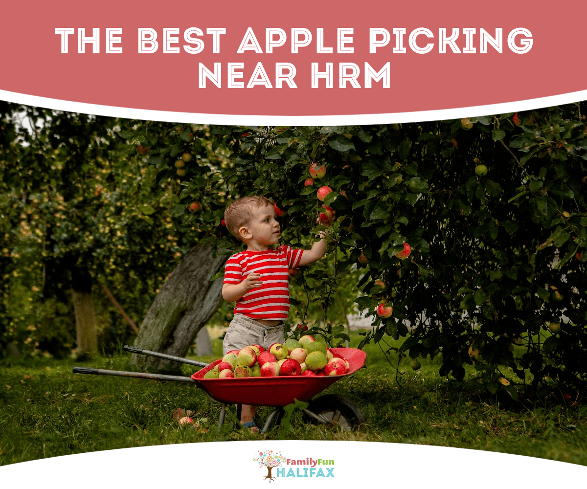 A boy picking apples in front of a wheel barrel full of apples