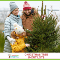 Christmas Tree U Cut Lots