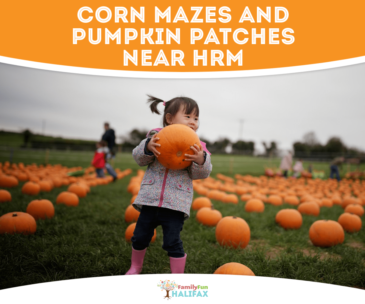 A toddler carrying a pumpkin at a pumpkin patch