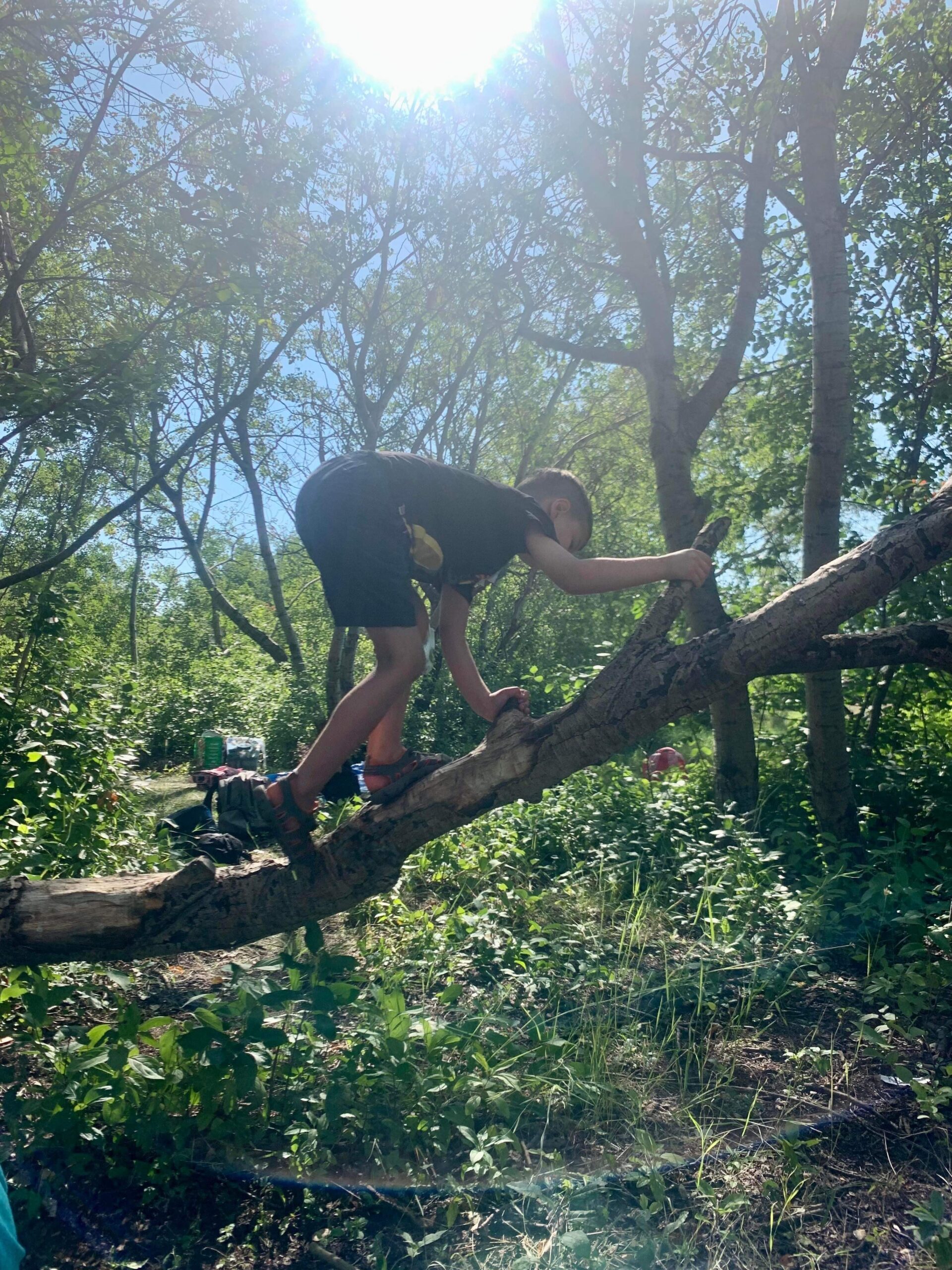 Acampamento de verão da escola da floresta