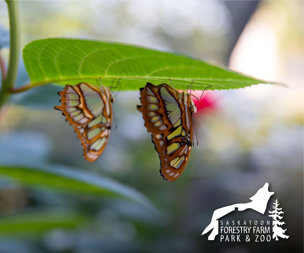 Saskatoon Forestry Farm Park & Zoo | Butterflies On A Leaf