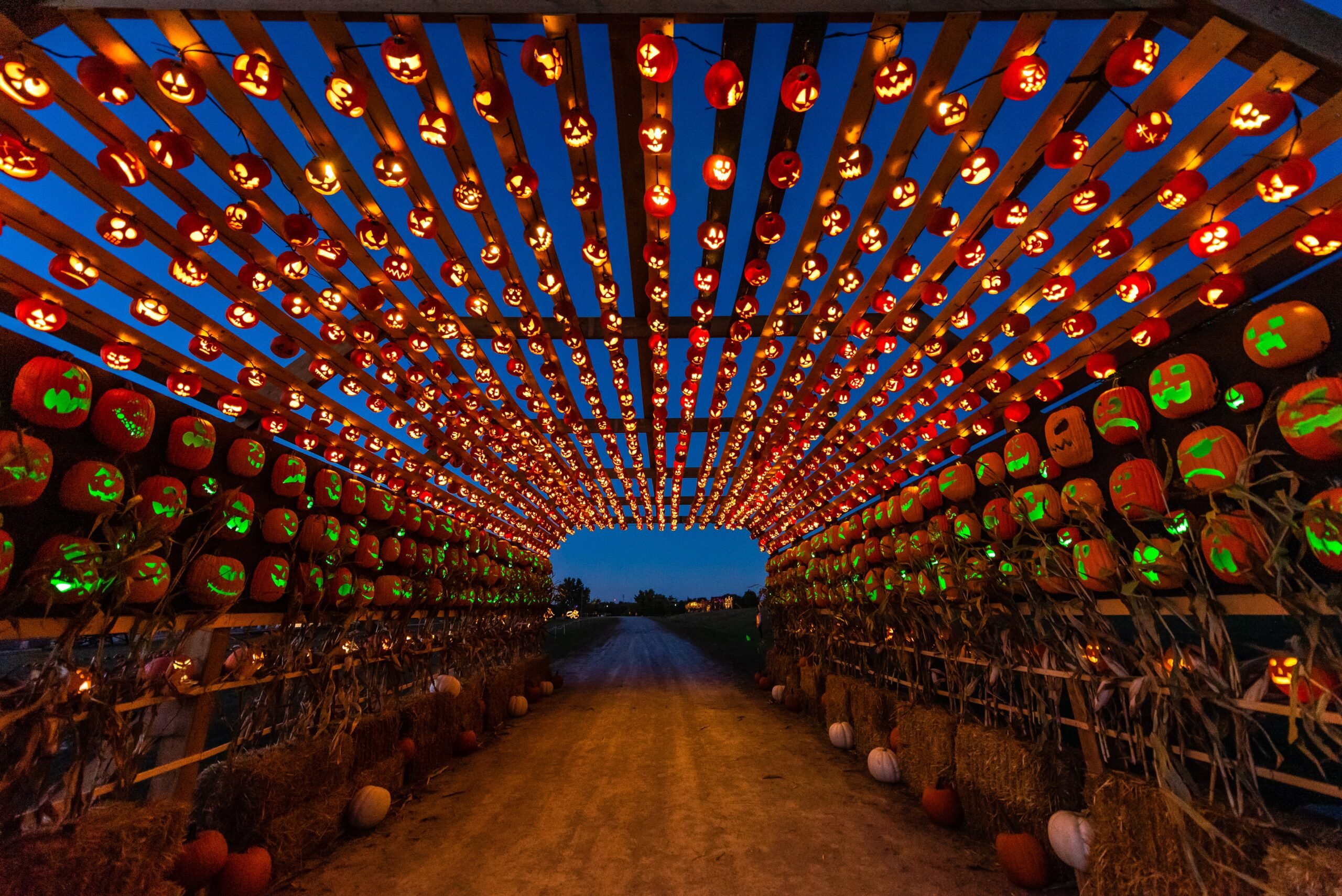 Pumpkins After Dark