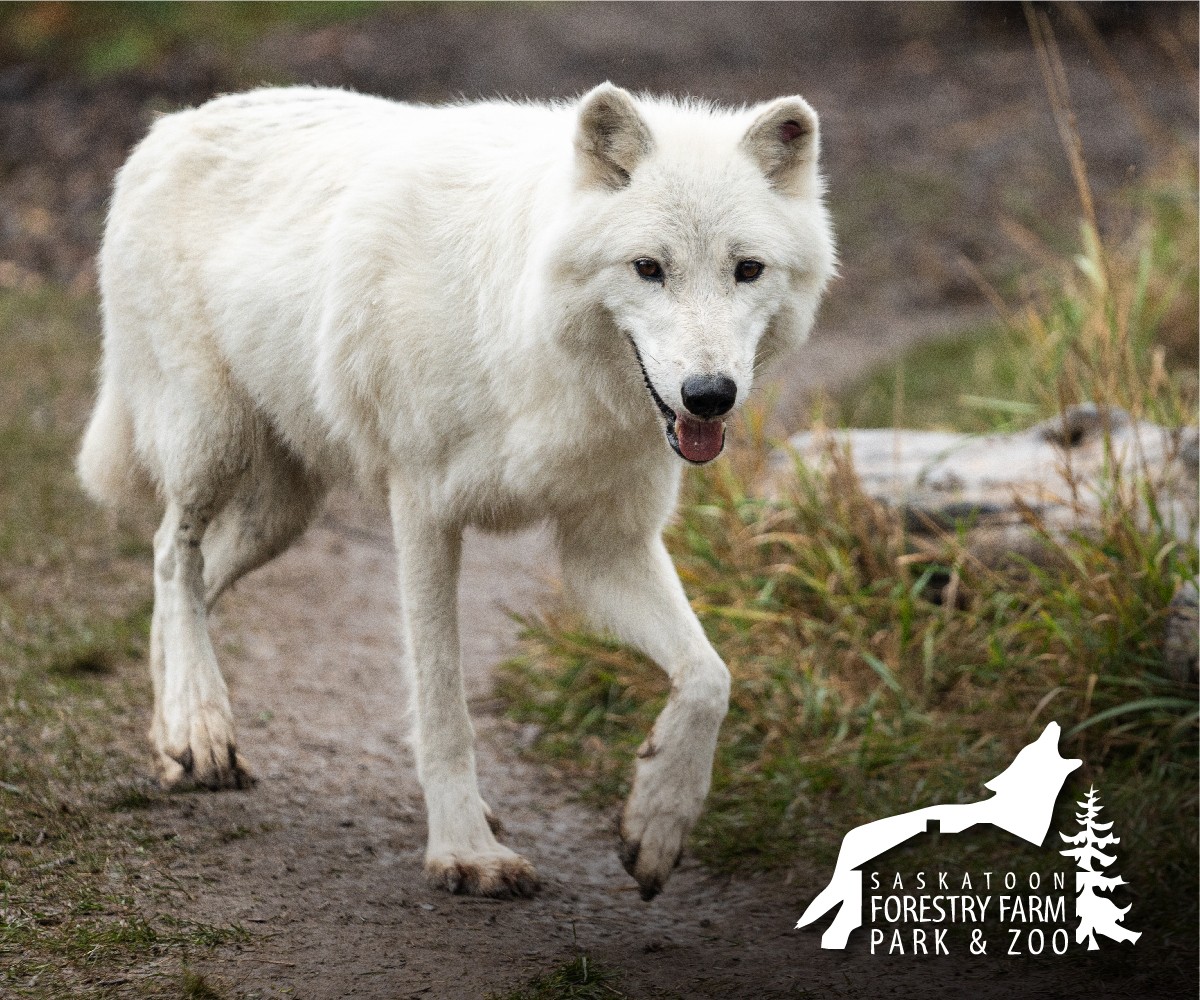 Saskatoon Zoo Season Pass