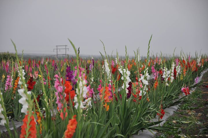 Festival de Gladiola