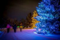 Enchanted Forest Light Walk