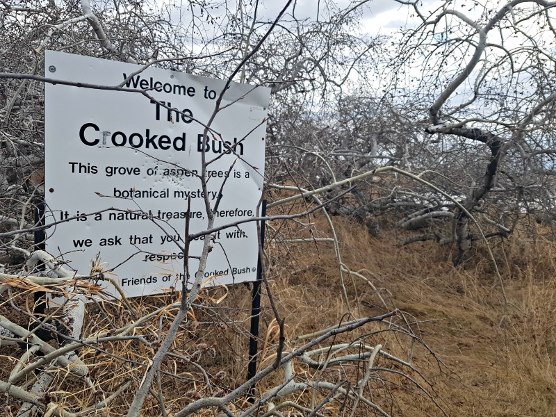 Crooked Bush