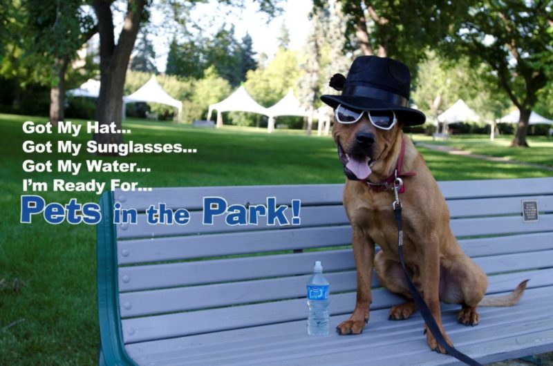 Pets in shop the park 2019