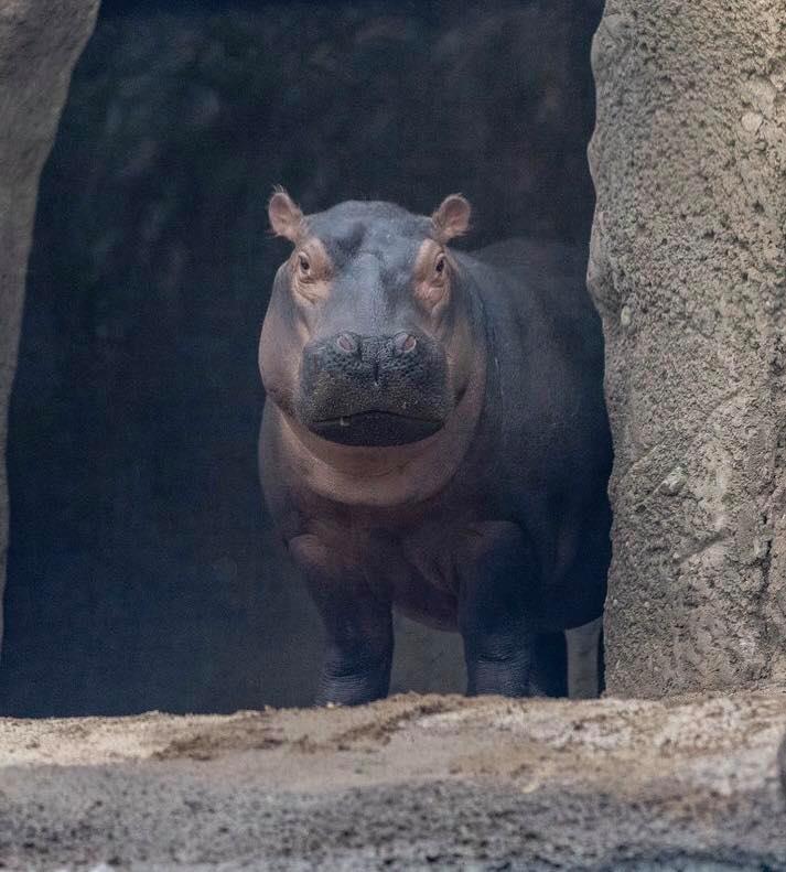 Cincinnati Zooati