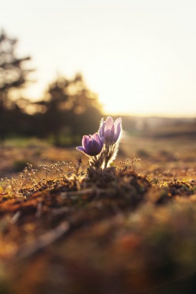 crocus capture contest