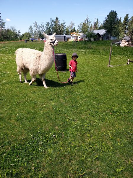 llama walk at Aspen Ridge Llamas