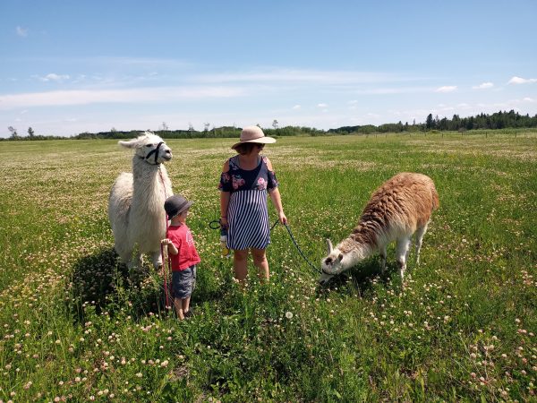 Lamaspaziergang bei Aspen Ridge Lamas