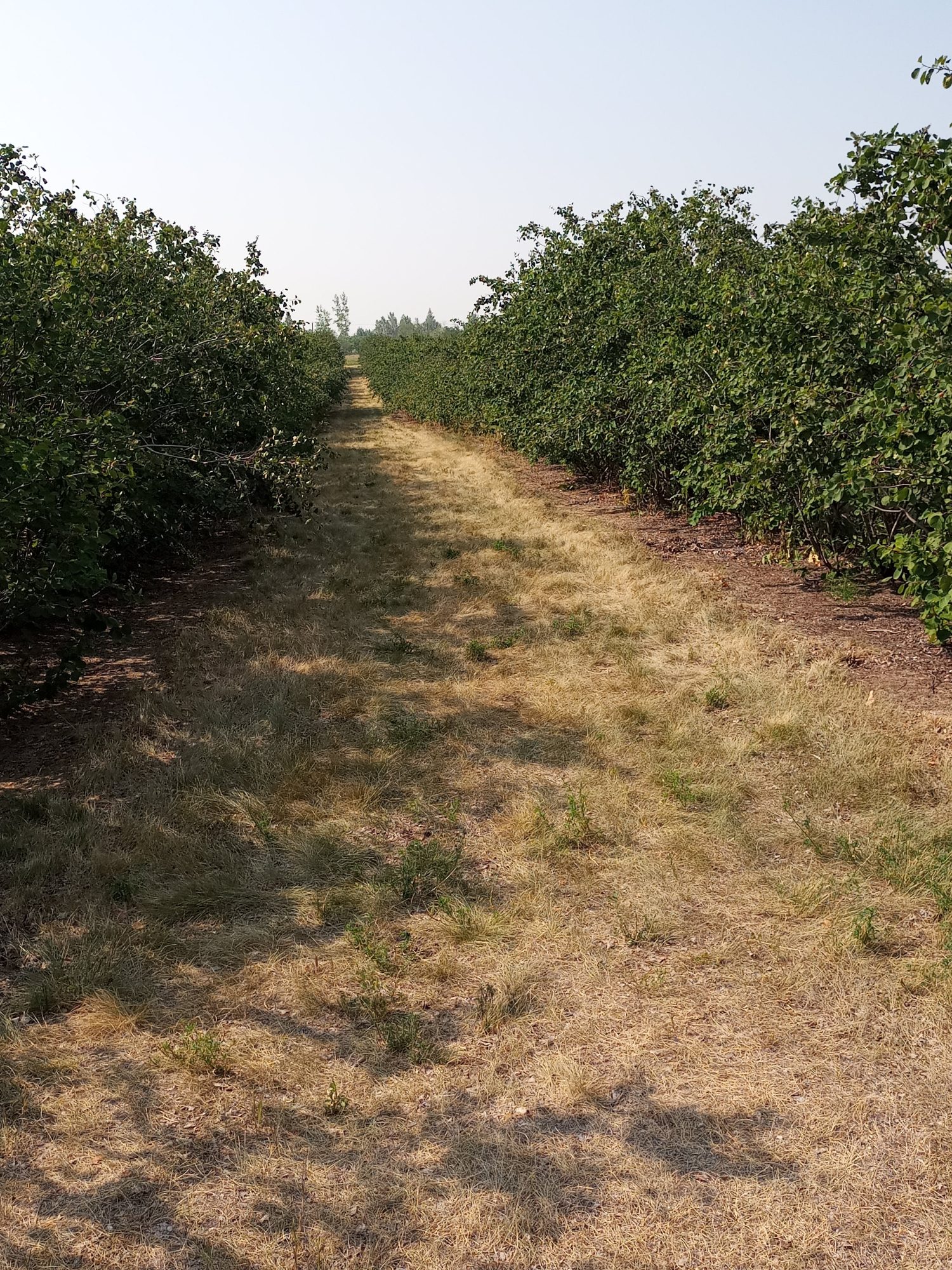 Saskatoon picking at Rhodes'