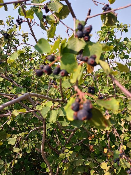 Recolección de Saskatoons en las corrientes Rasberry y Black de Rhodes