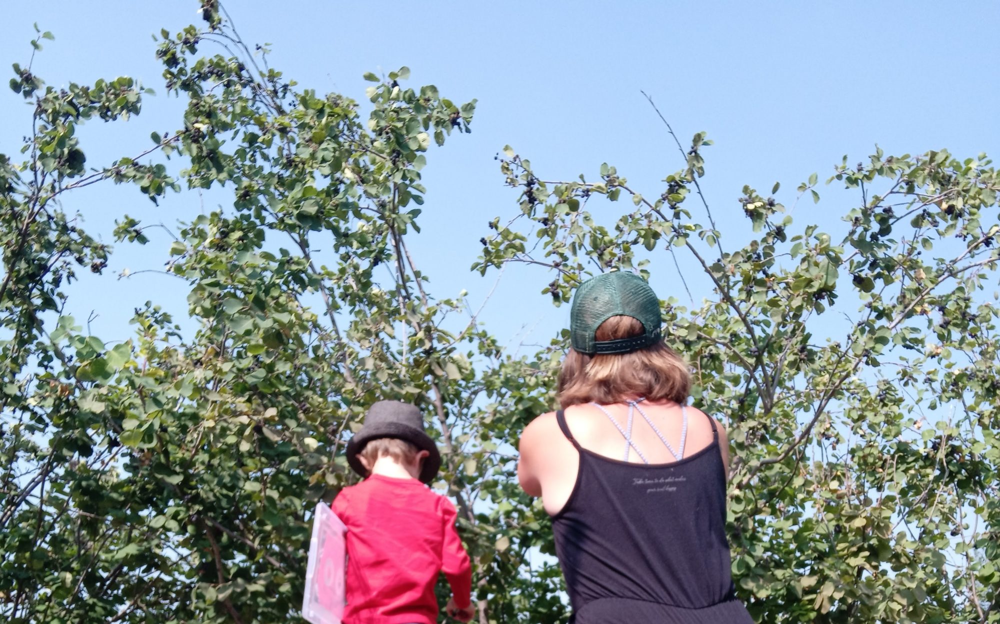 colhendo saskatoons em rhodes'