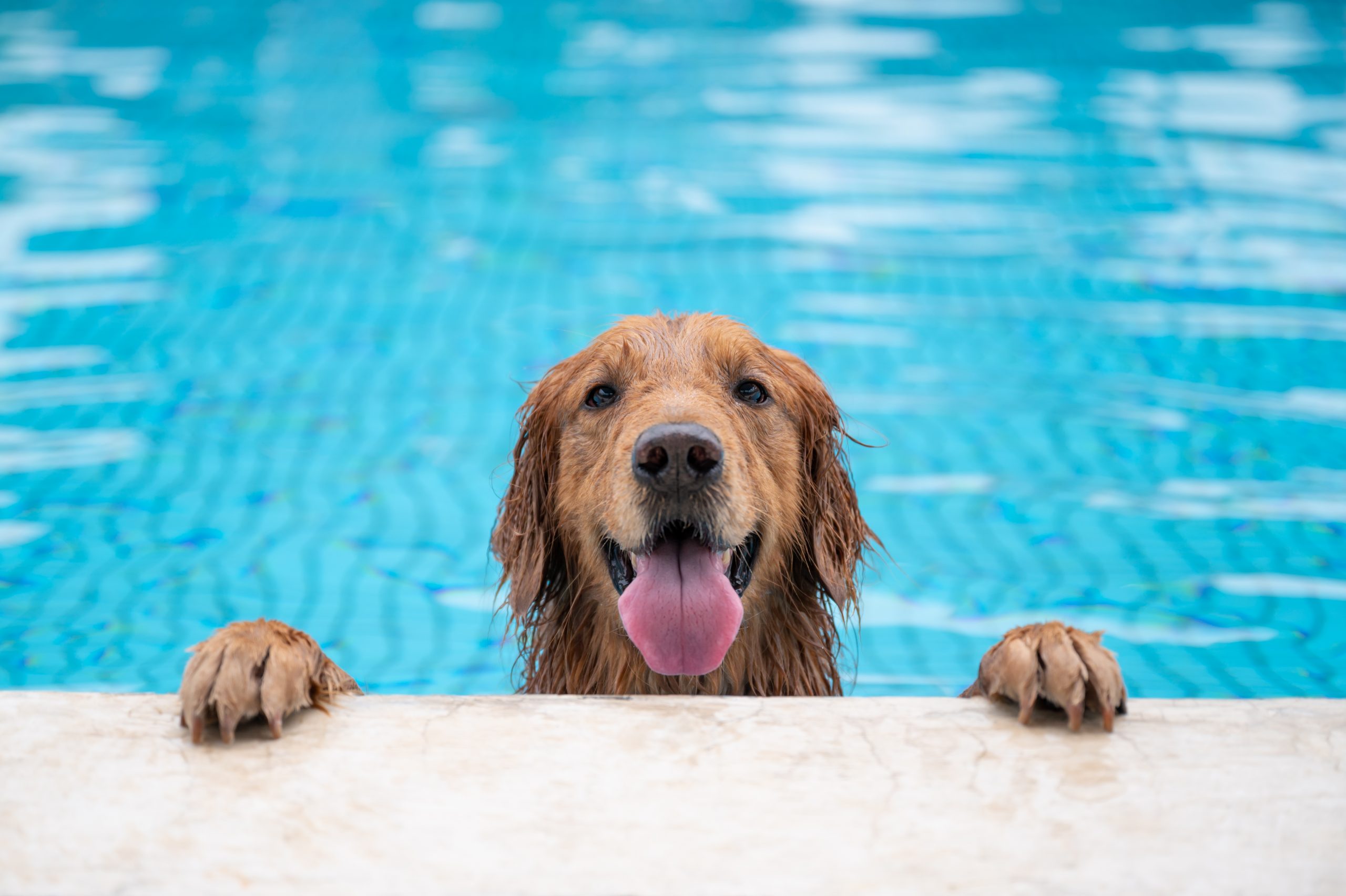 夏の犬の日