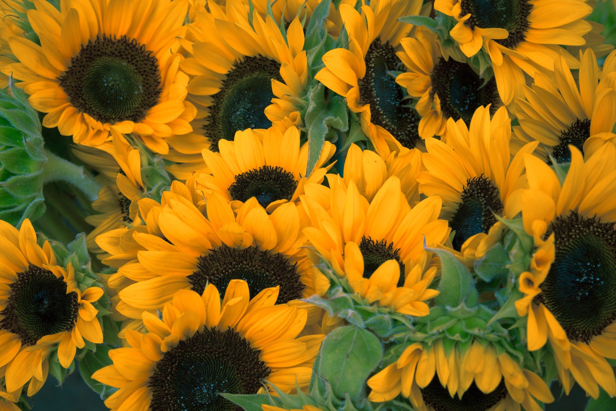 Sonnenblumenfest auf der Robertson Valley Farm