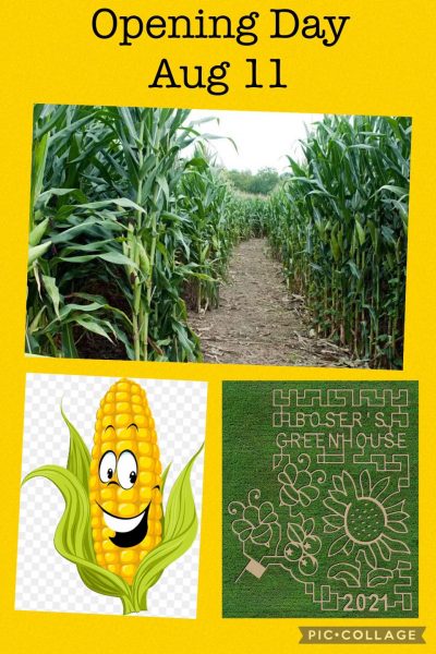 laberinto de maíz de invernadero bosers