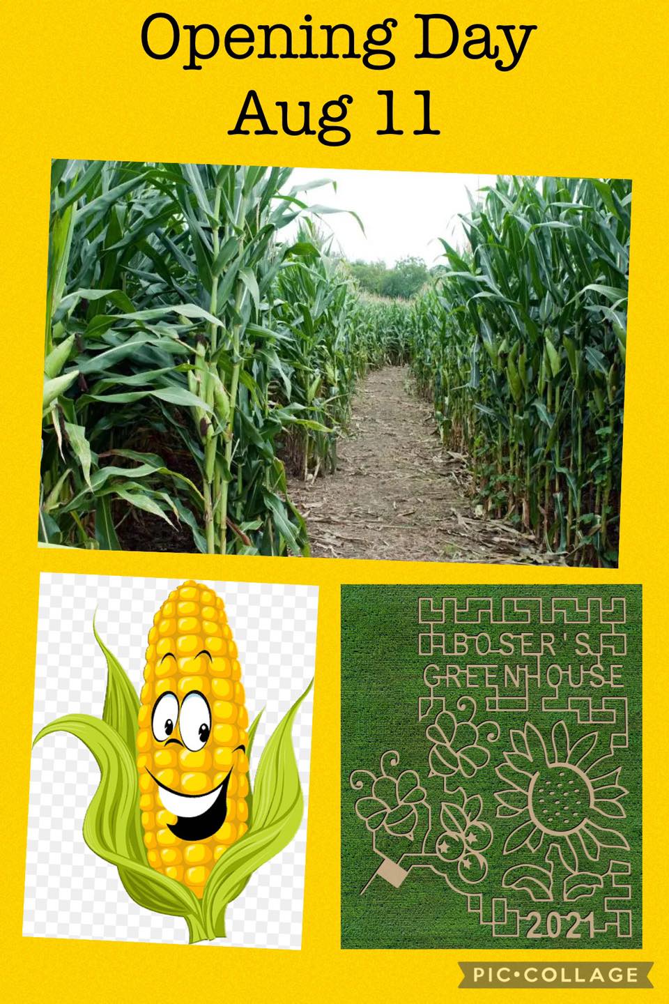 bosers greenhouse corn maze