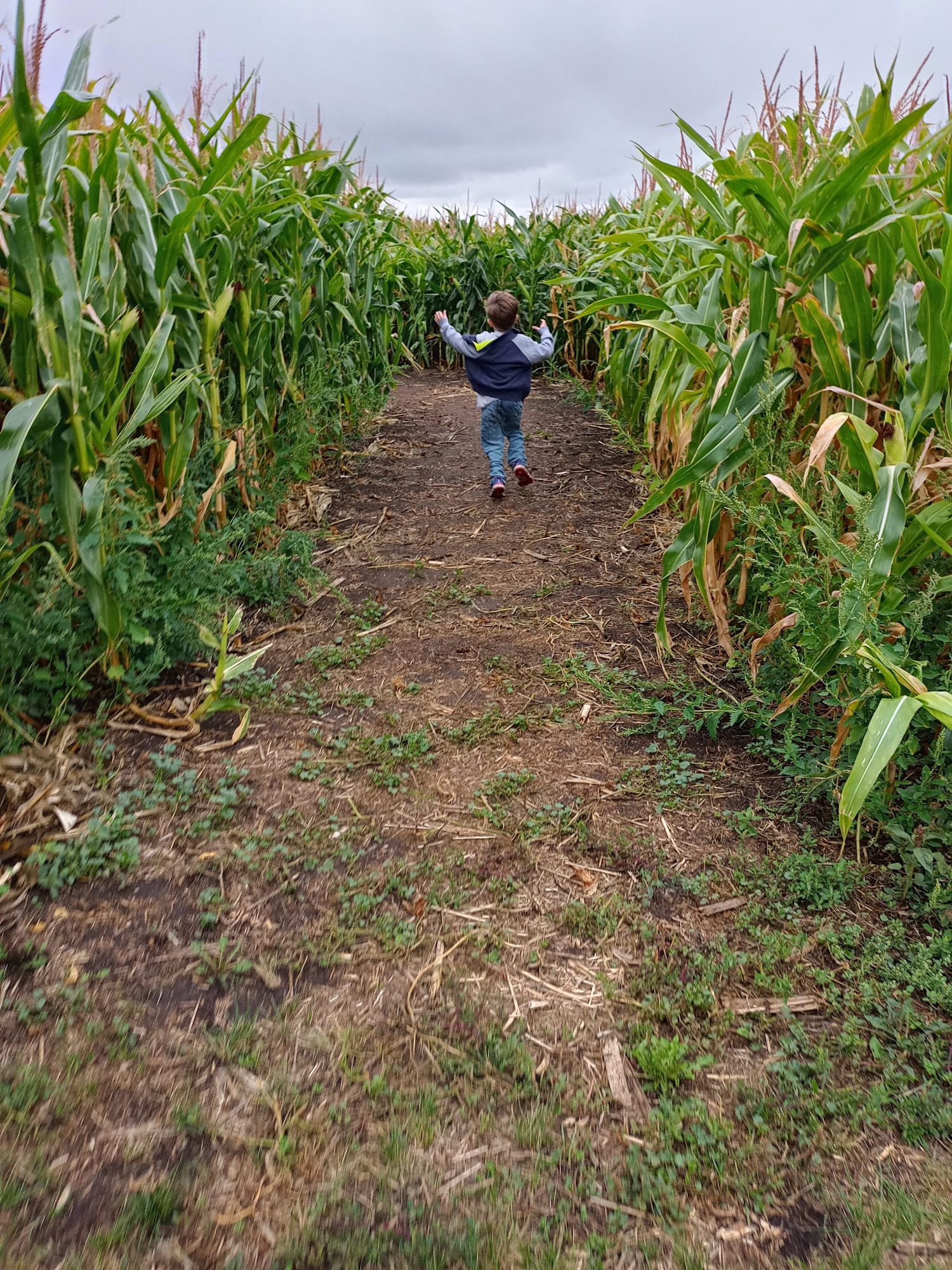corn maze adventure
