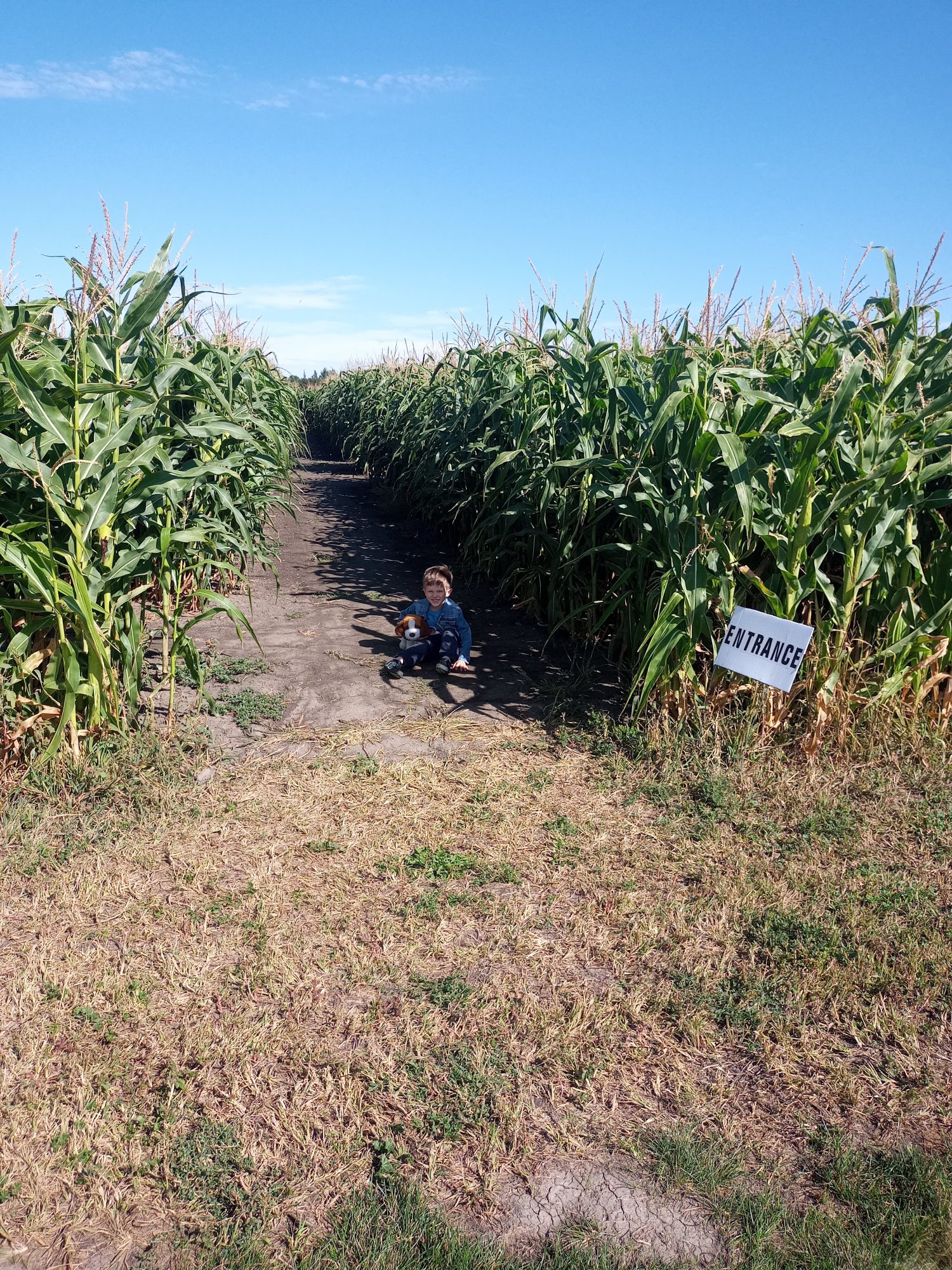 sunflowers and corn mazes