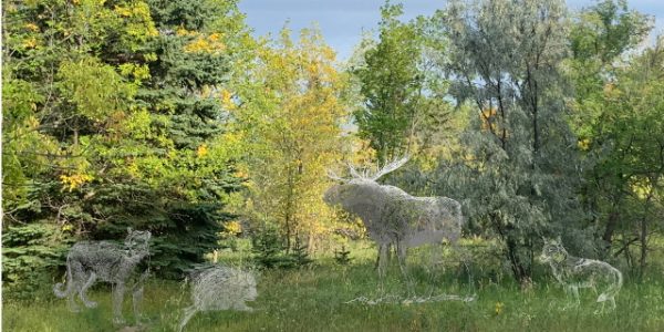 Saskatoon’s Wildlife