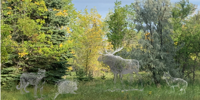 Saskatoon’s Wildlife
