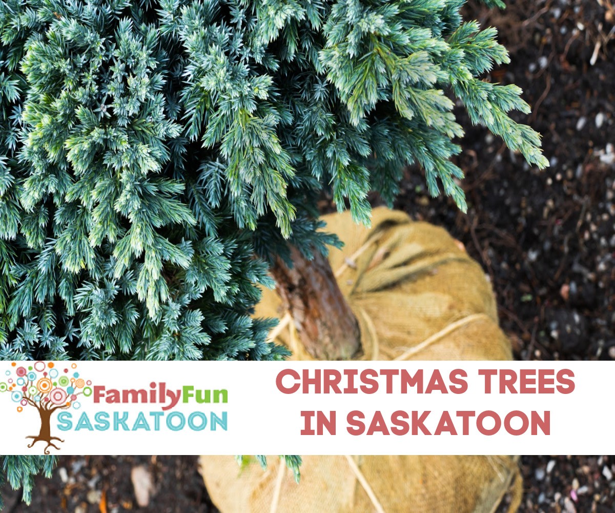 Real Christmas trees in Saskatoon