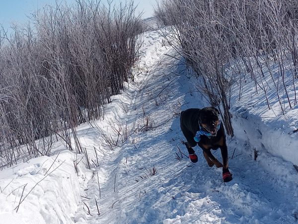 Pups Playground Unleashed