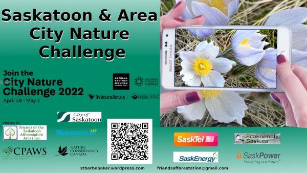 City Nature Challenge Saskatoon And Area