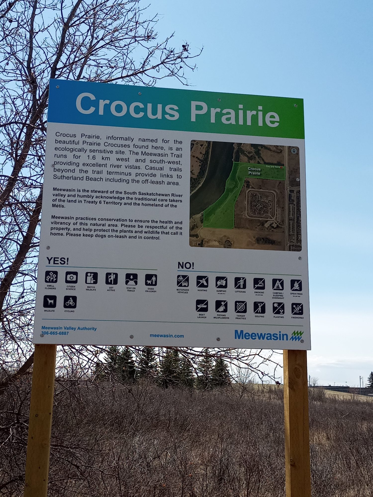 Crocus Prairie-Wanderung