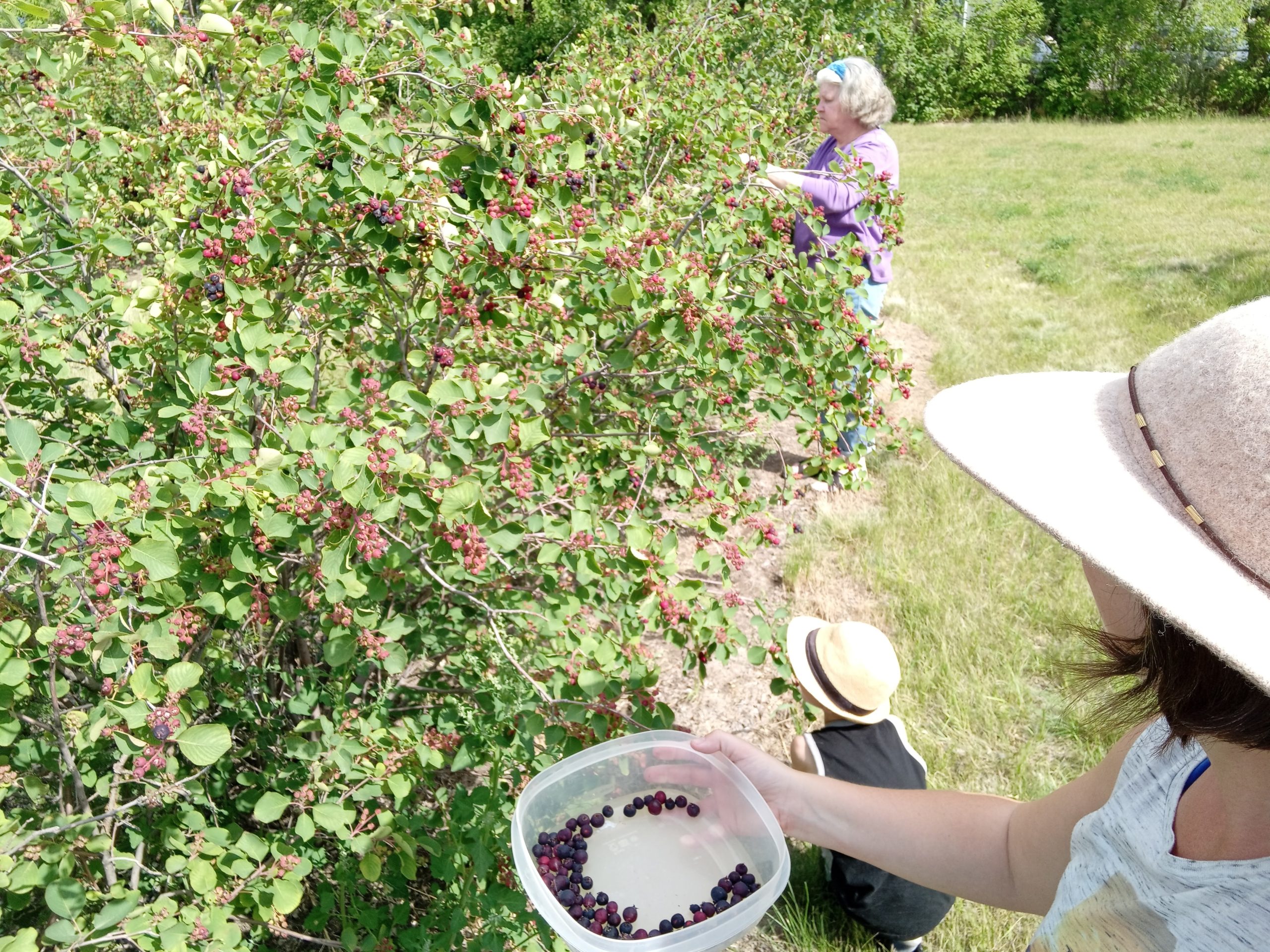 Saskatoon berry picking