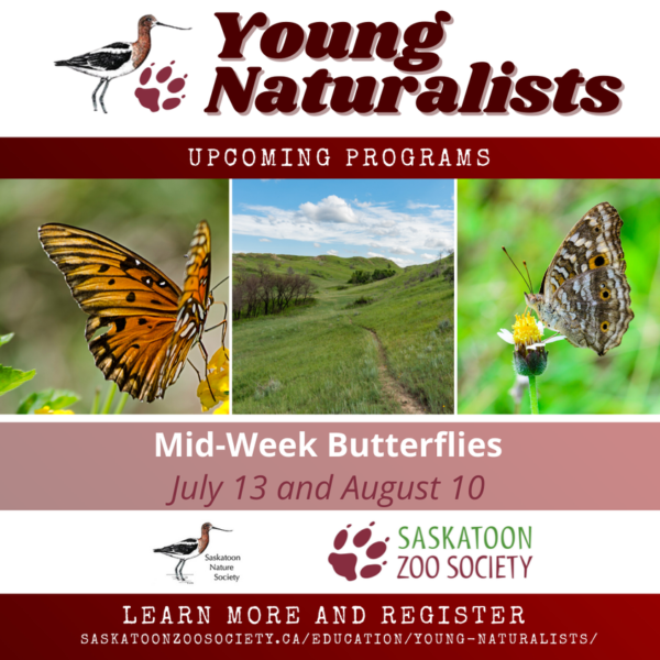 Junge Naturforscher Schmetterlinge zur Wochenmitte
